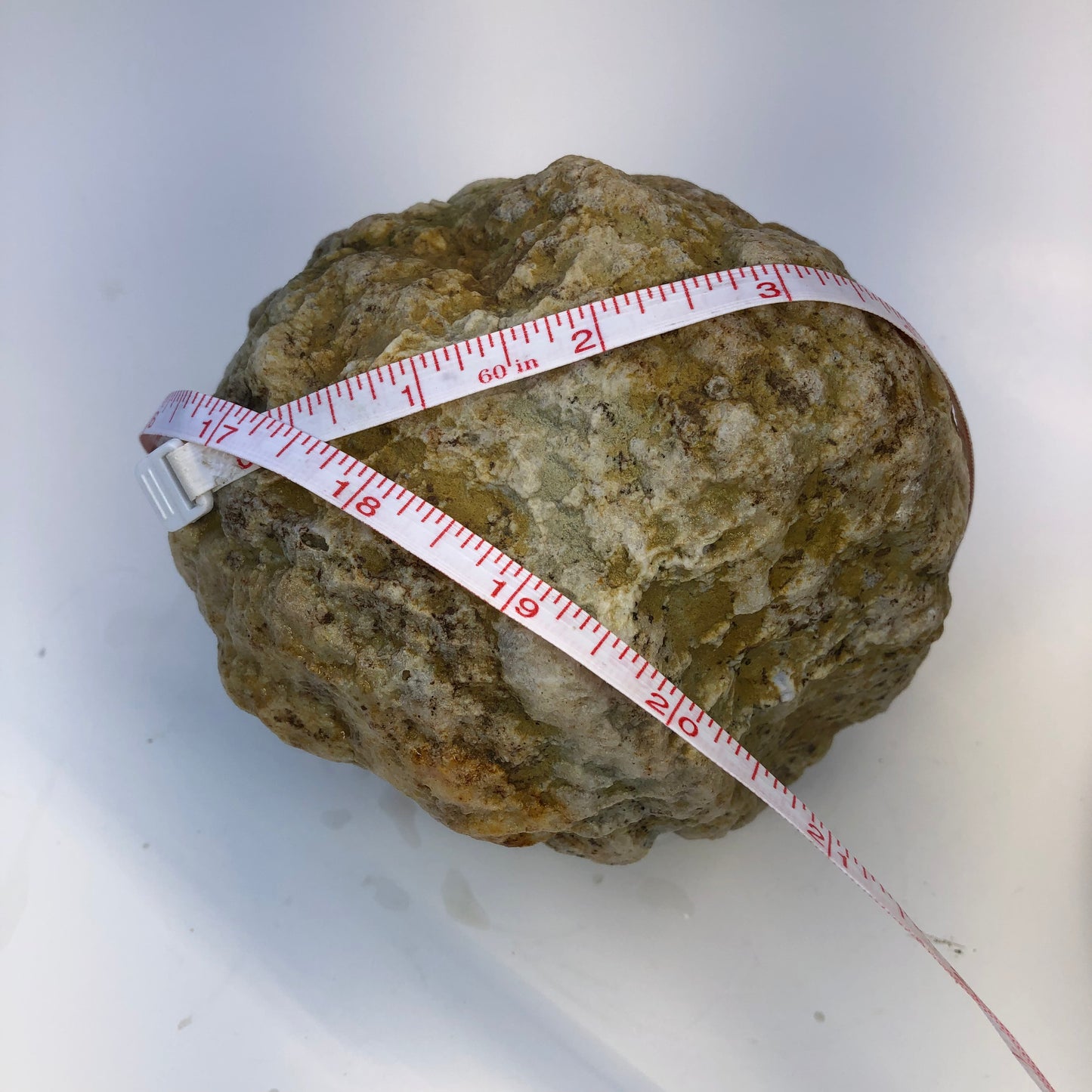 Natural Kentucky Geode - 5.65 lb Whole Collector Specimen