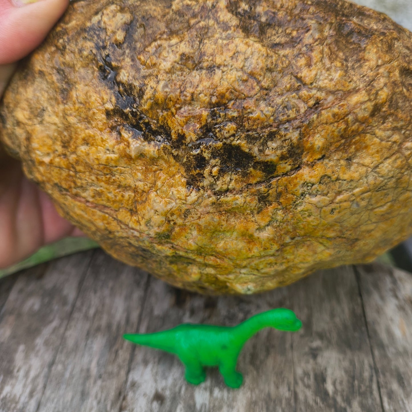 4.44 lb Kentucky Geode, Unopened Exact Specimen, Natural Whole Geode – Fishing Creek, KY