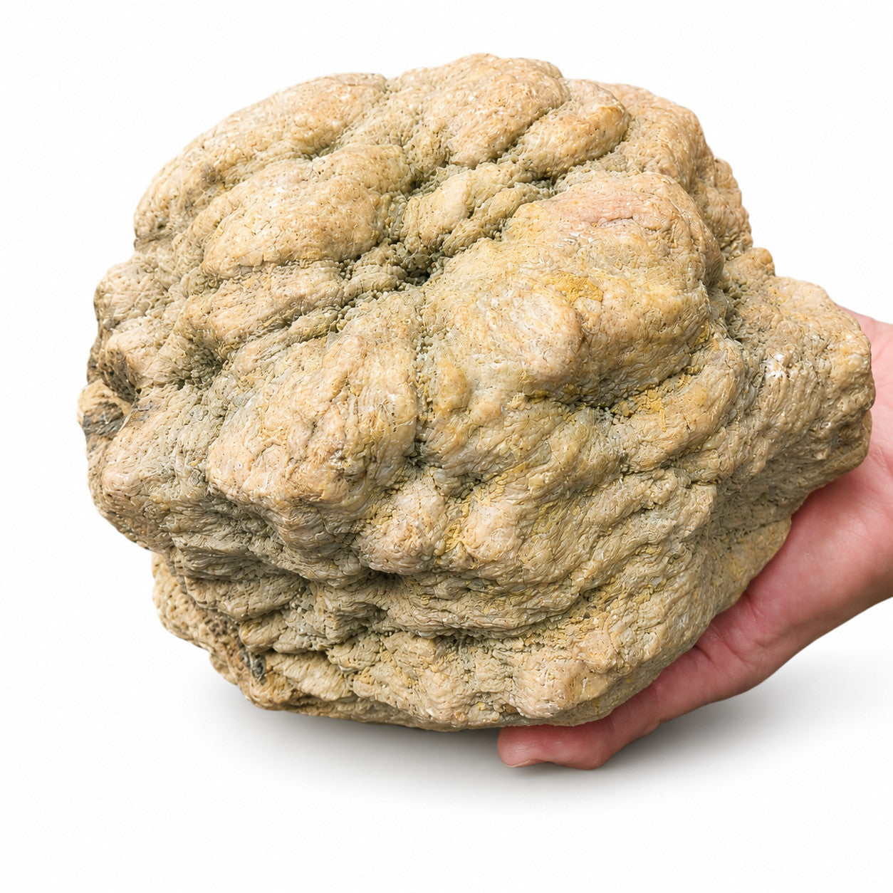 8 lb 12 oz Unopened Kentucky Geode, Break Your Own Giant Statement Piece – Fishing Creek, KY