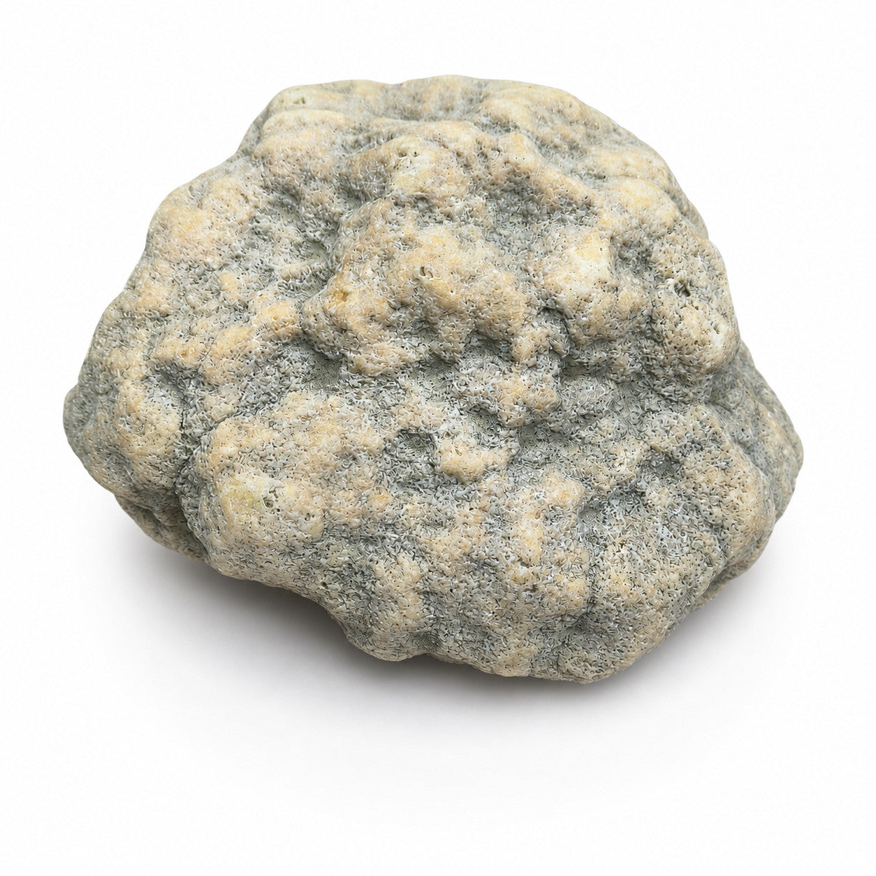Kentucky Geode, Unopened Natural Quartz Crystal, Crack Your Own, 11.71 lb – Fishing Creek, KY