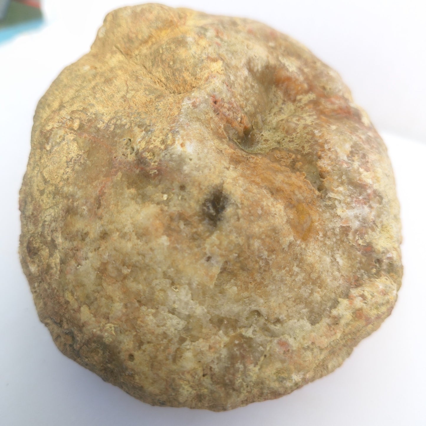 3.25 lb Kentucky Geode, Unopened Exact Specimen, Natural Whole Geode – Fishing Creek, KY