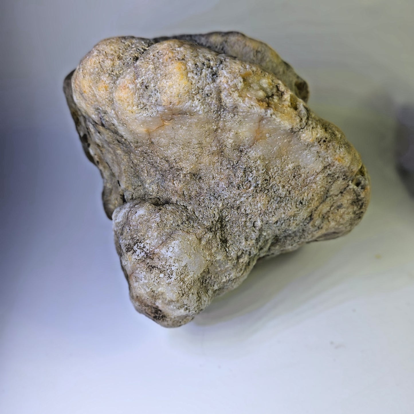 5.81 lb Kentucky Fossil Geode, Horn Coral Crinoid, 7.5 Inch, Hand Picked KY Natural – Fishing Creek, KY
