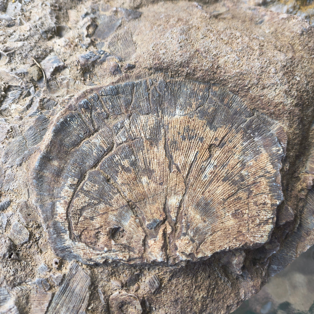 What Was Kentucky Like 320 Million Years Ago?