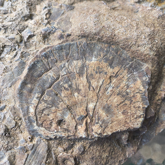 What Was Kentucky Like 320 Million Years Ago?