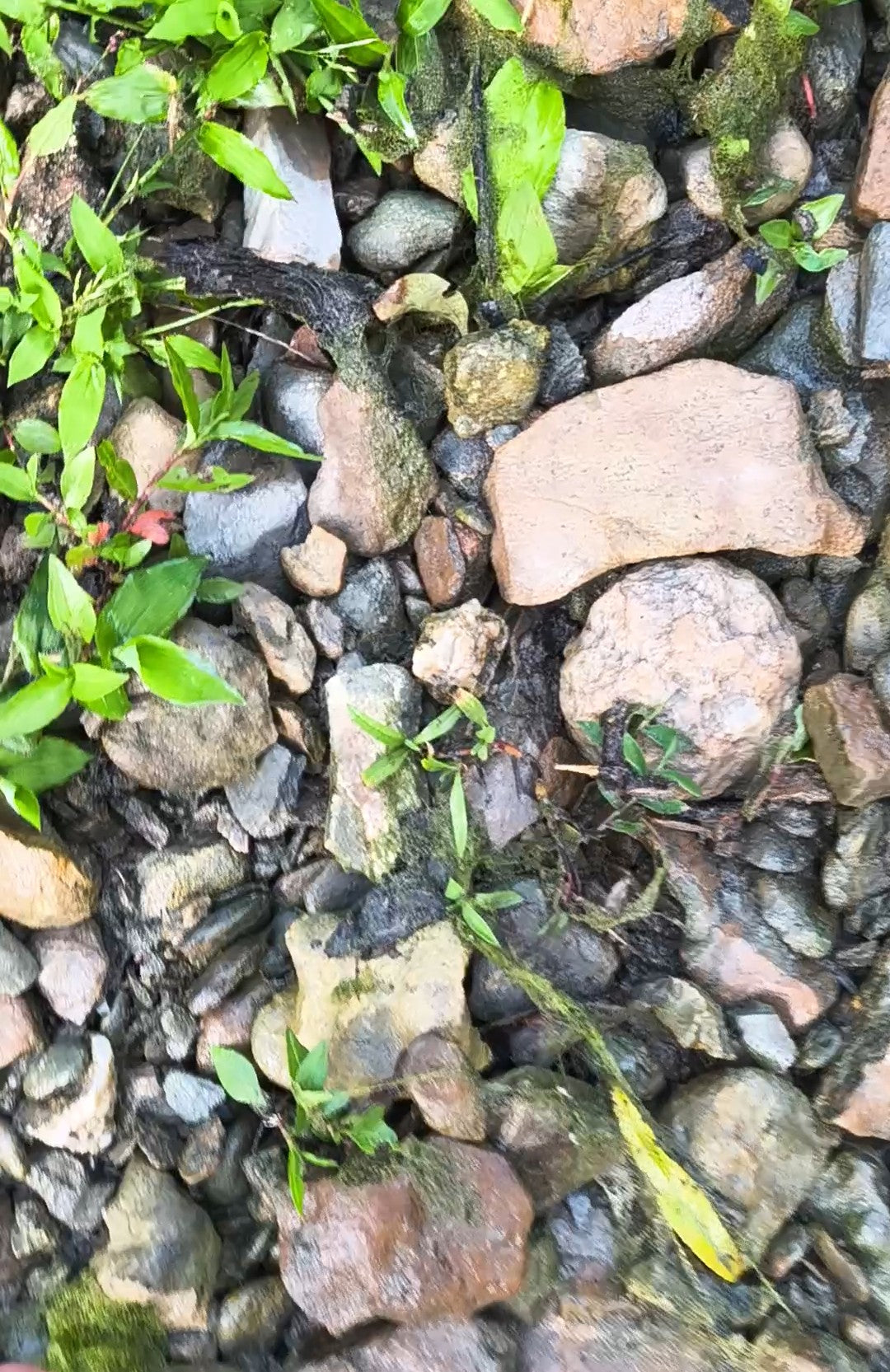 How to Tell If a Rock Is a Geode (5 Signs to Look For)