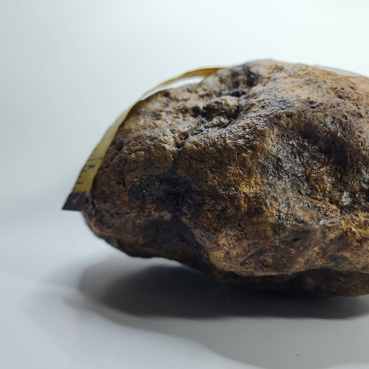 14.42 LB Whole Unopened Kentucky Geode [10-11-26-03]