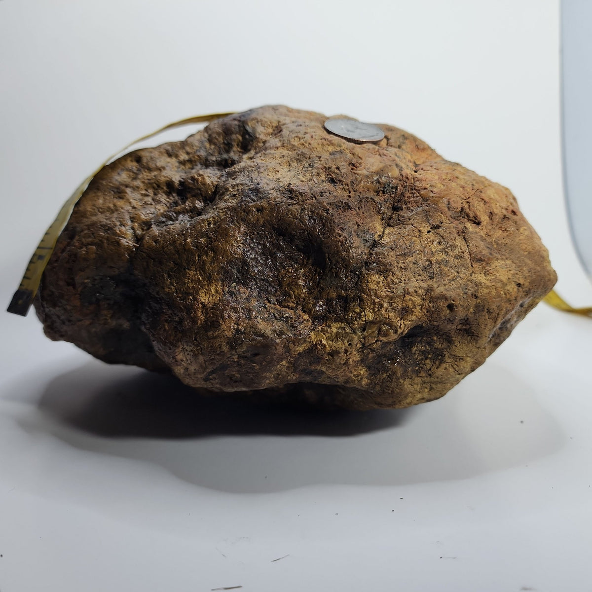 14.42 LB Whole Unopened Kentucky Geode [10-11-26-03]