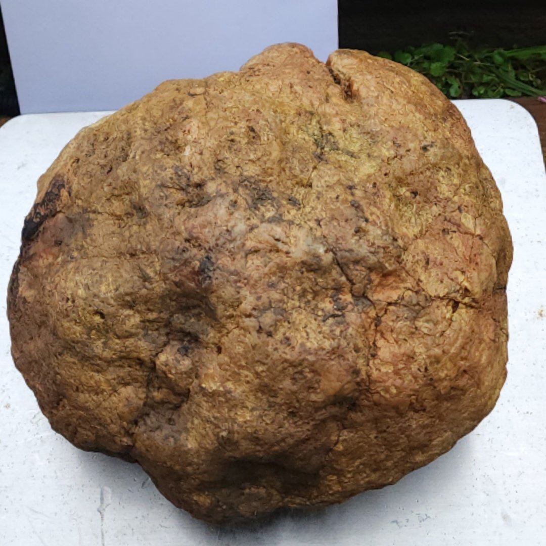 14.42 LB Whole Unopened Kentucky Geode [10-11-26-03]