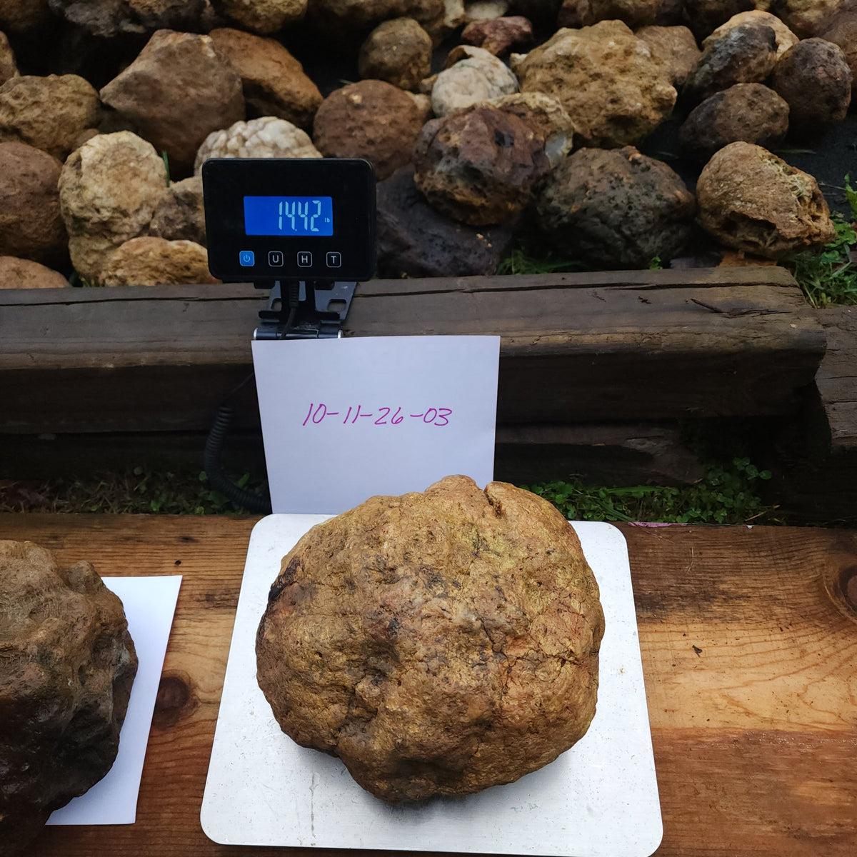 14.42 LB Whole Unopened Kentucky Geode [10-11-26-03]