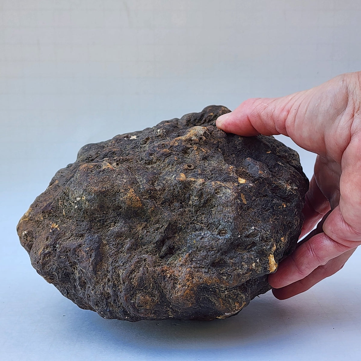 8.04 LB Whole Unopened Kentucky Geode [10-11-26-05]