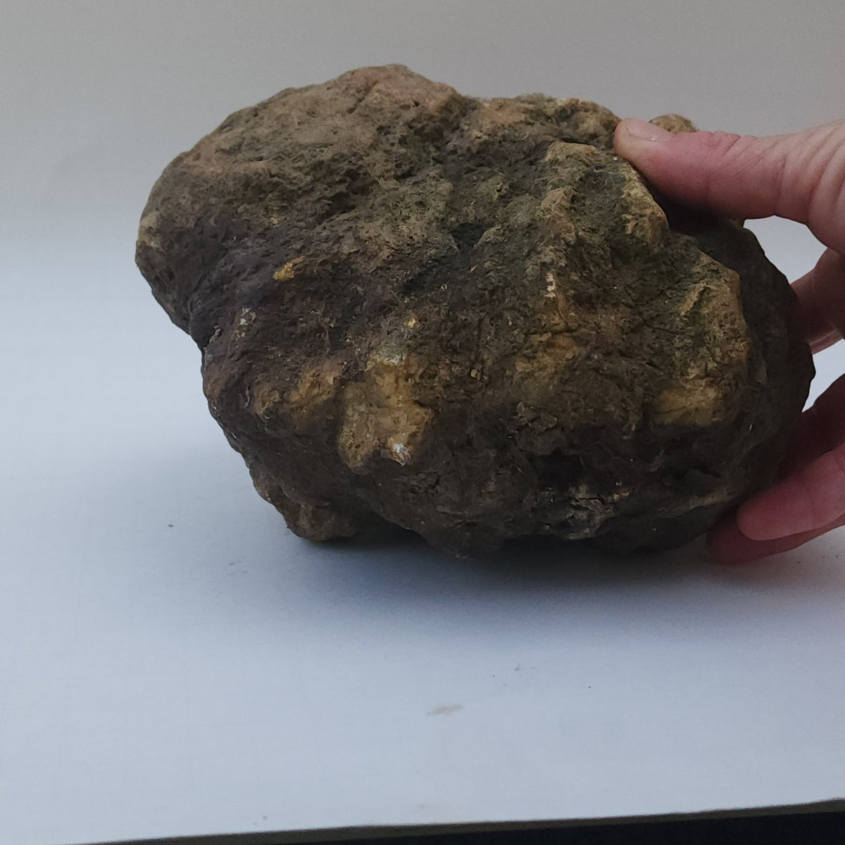 9.78 LB Whole Unopened Kentucky Geode [10-11-26-06]