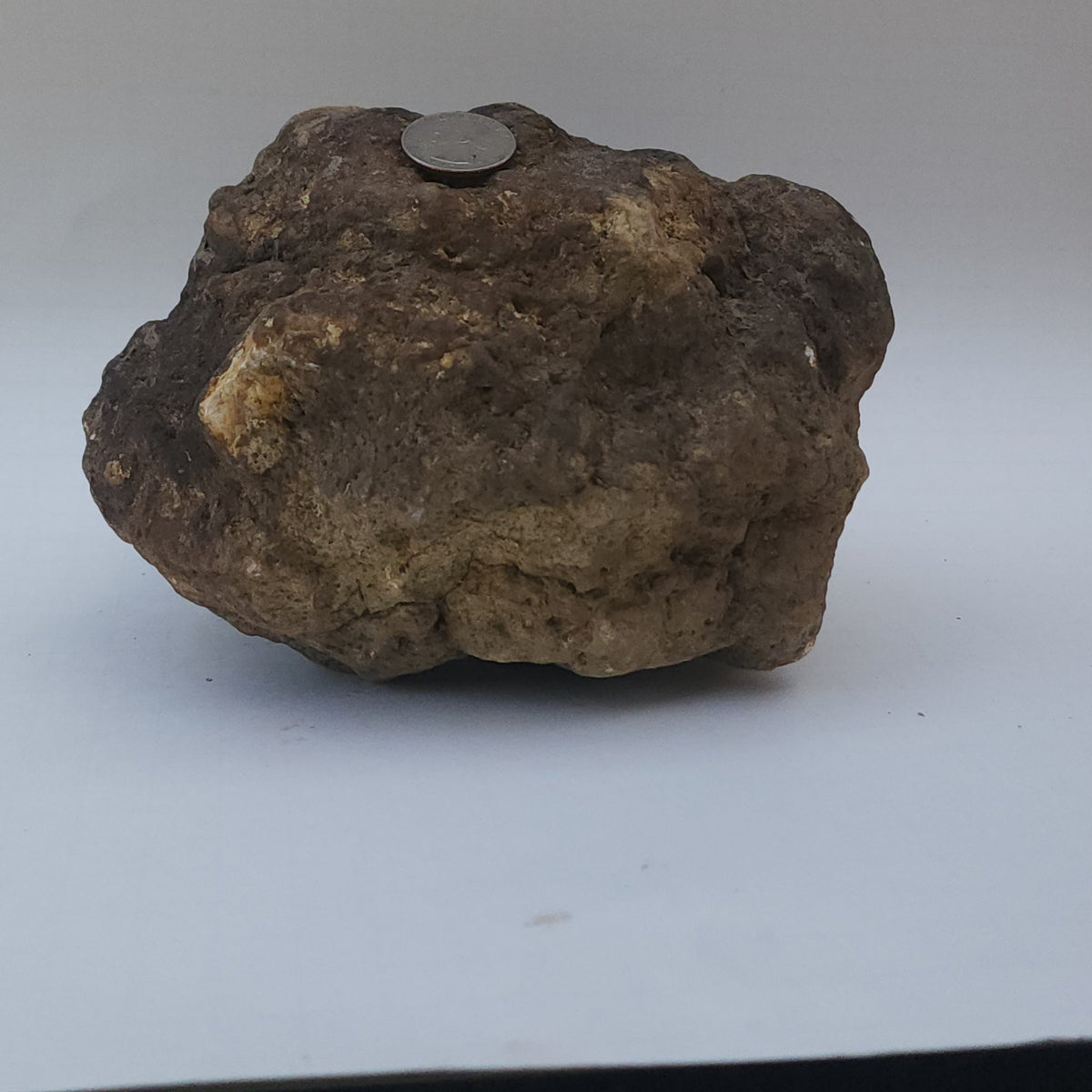 9.78 LB Whole Unopened Kentucky Geode [10-11-26-06]
