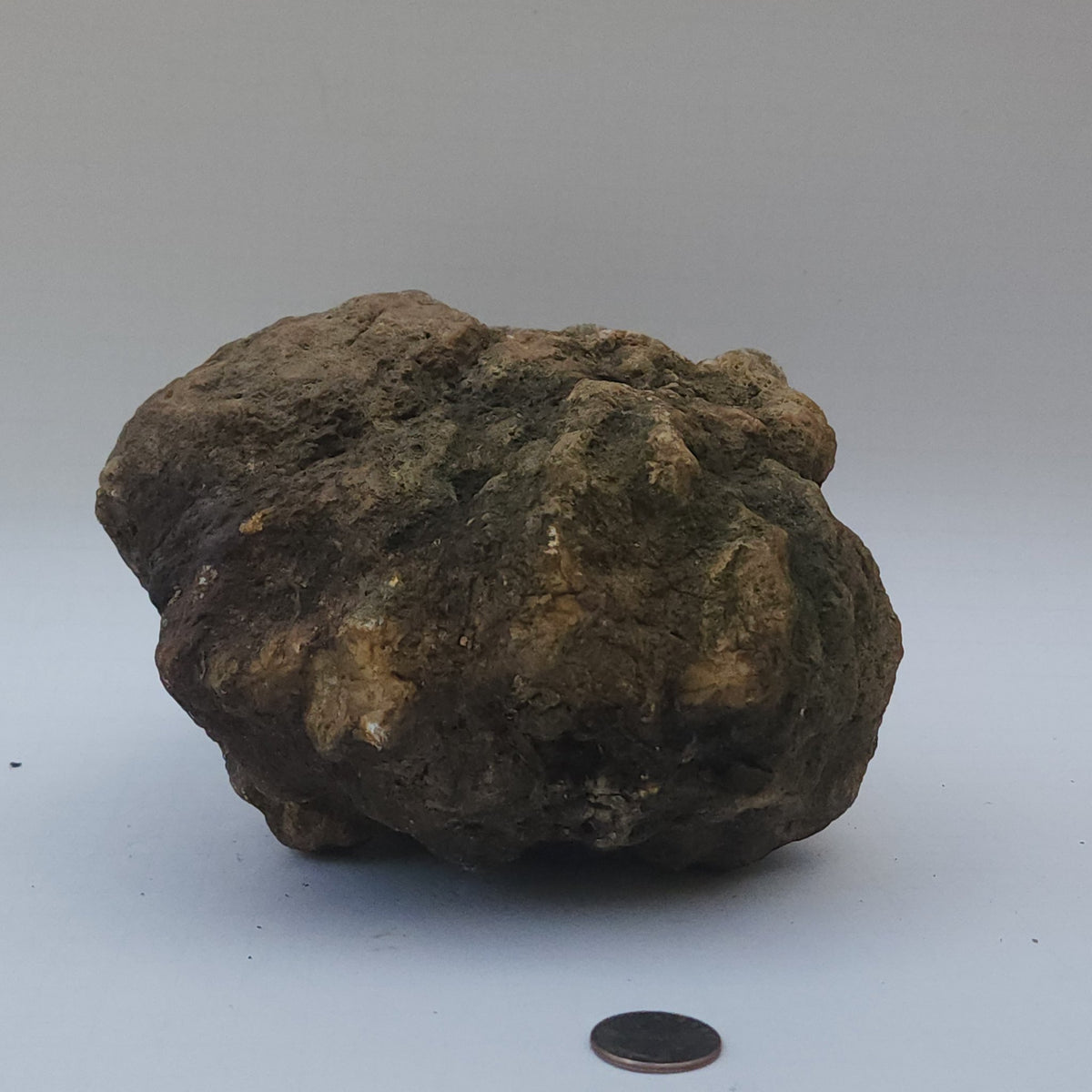 9.78 LB Whole Unopened Kentucky Geode [10-11-26-06]