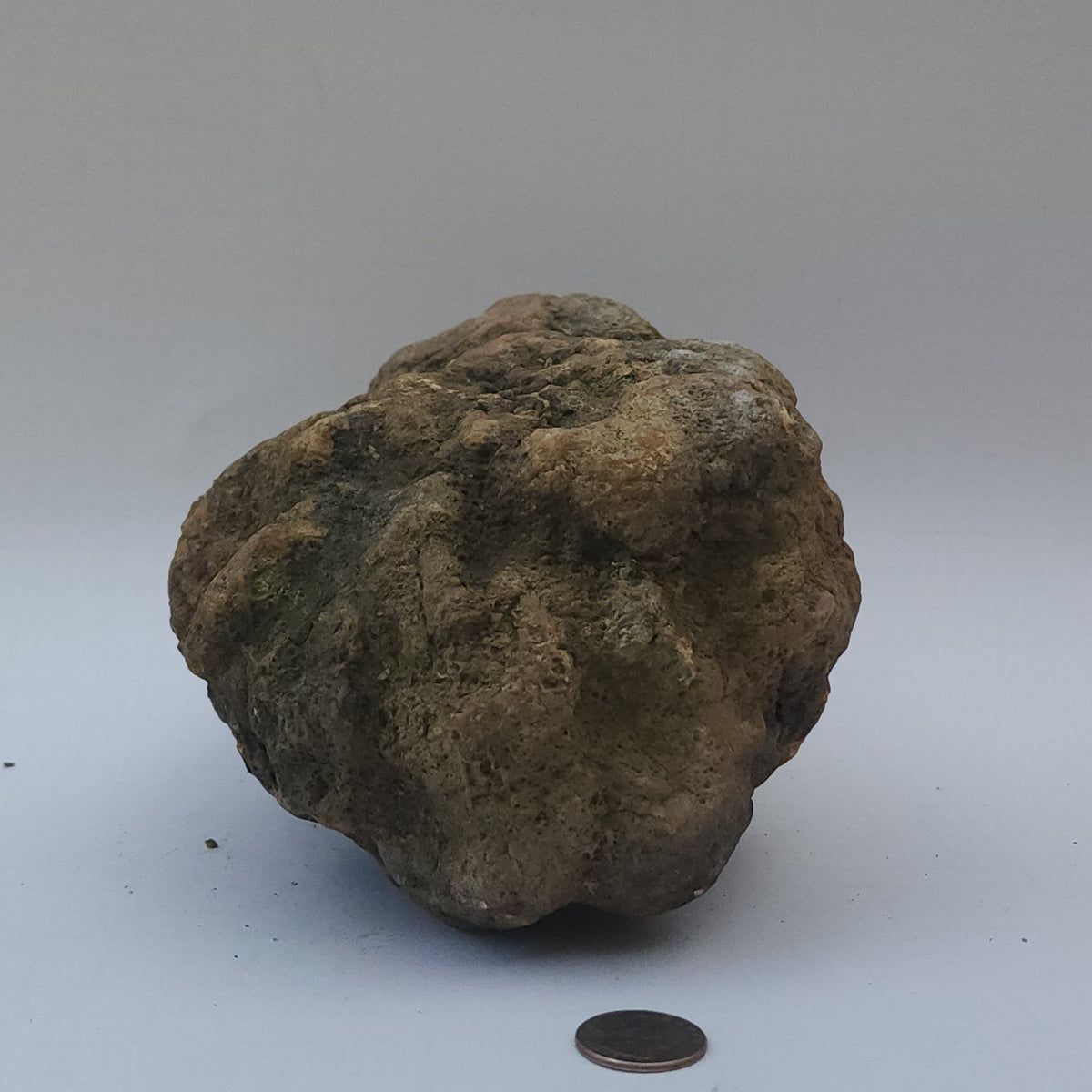 9.78 LB Whole Unopened Kentucky Geode [10-11-26-06]