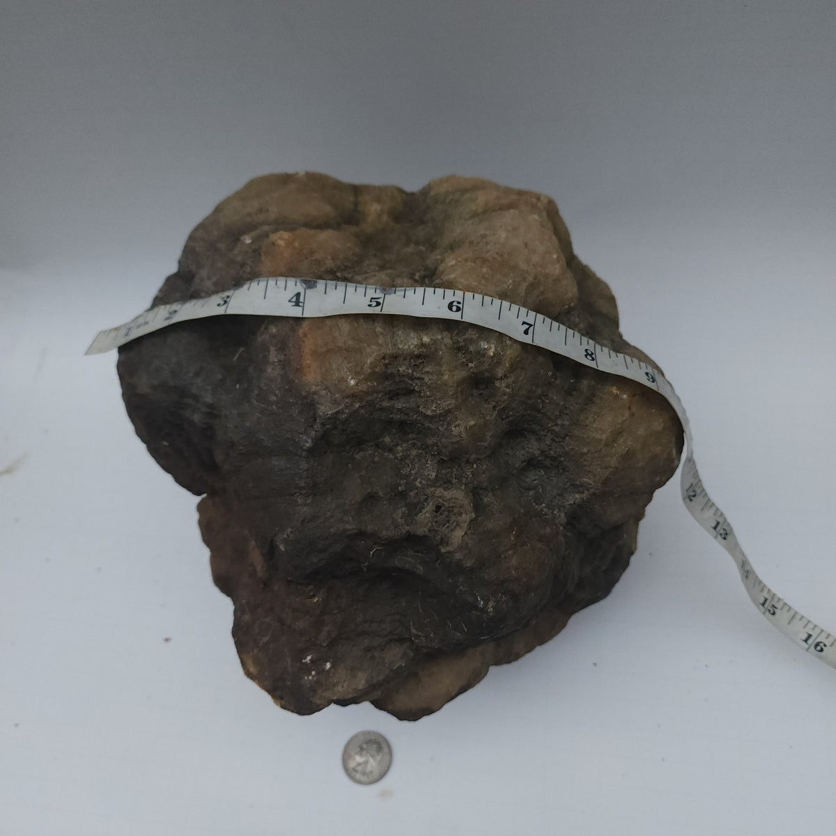 25.20 LB Whole Unopened Kentucky Geode [10-11-26-07]