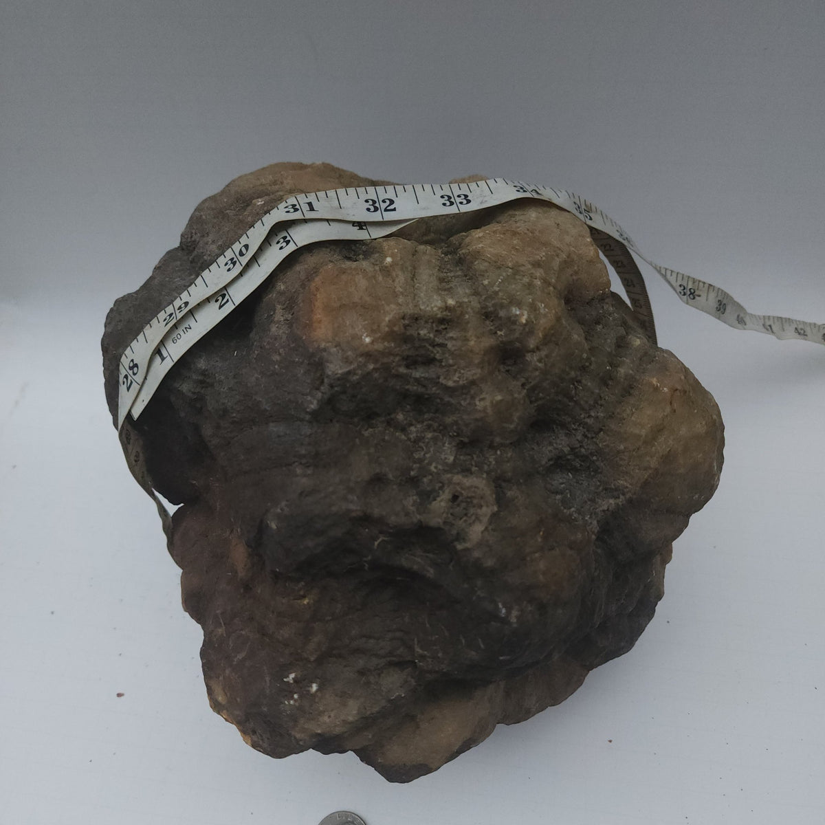 25.20 LB Whole Unopened Kentucky Geode [10-11-26-07]