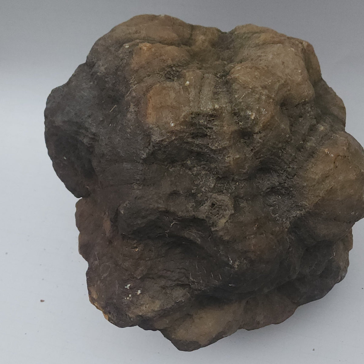 25.20 LB Whole Unopened Kentucky Geode [10-11-26-07]