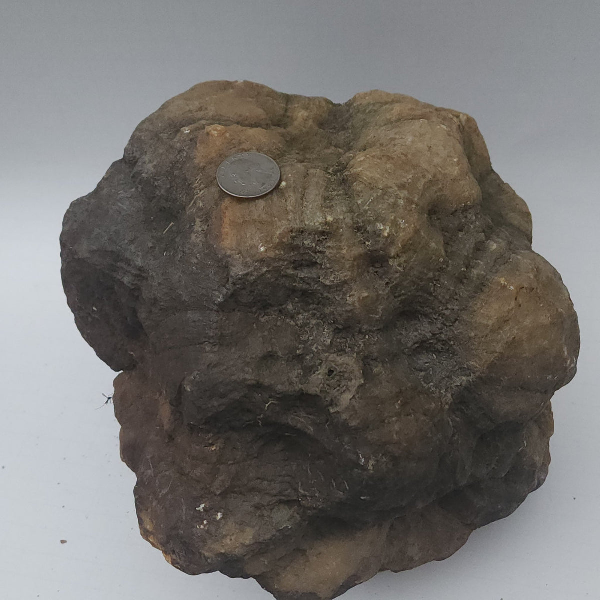 25.20 LB Whole Unopened Kentucky Geode [10-11-26-07]