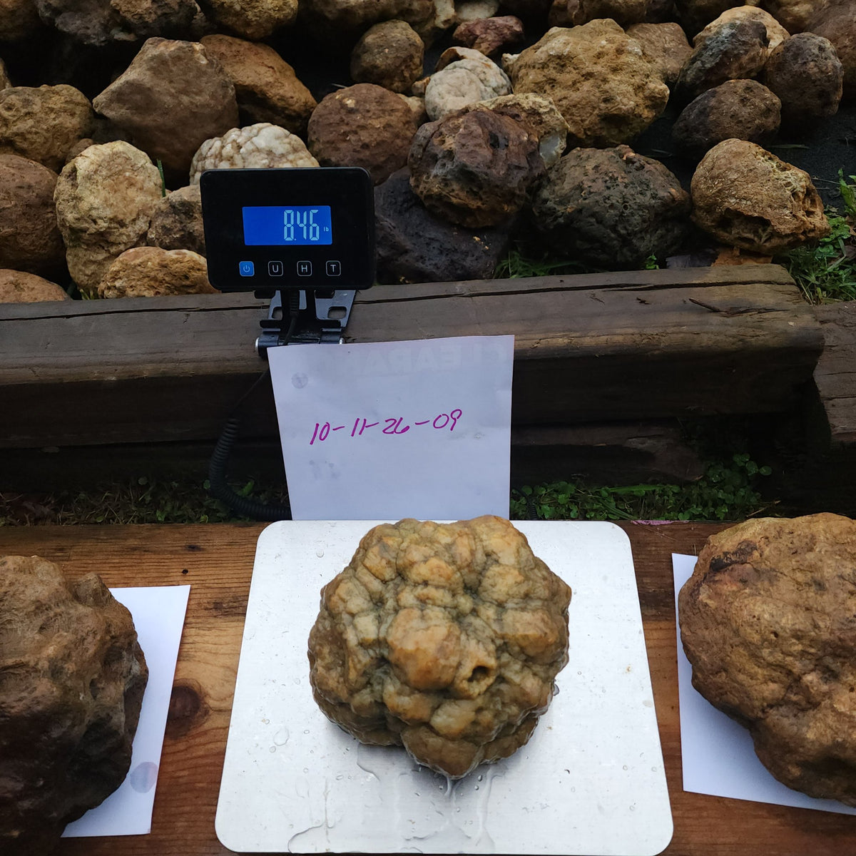 8.46 LB Whole Unopened Kentucky Geode [10-11-26-09]