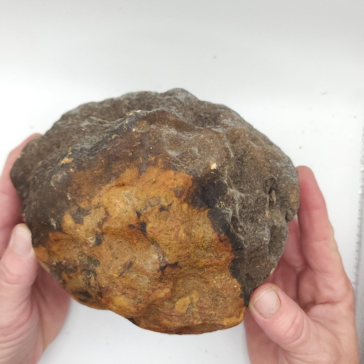 7.14 LB Whole Unopened Kentucky Geode [10-12-26-05]