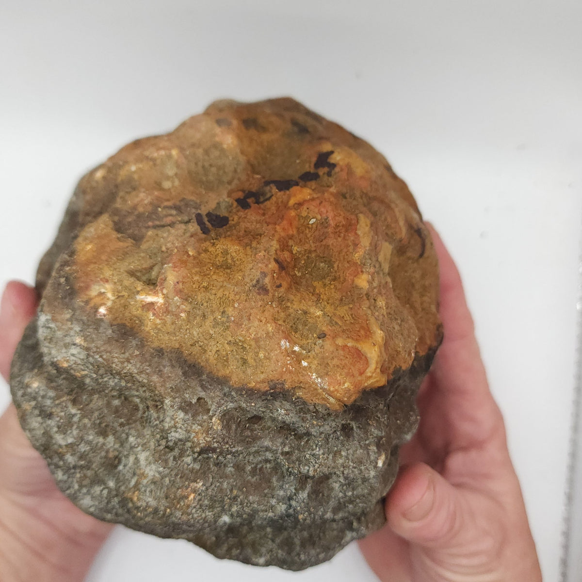 7.14 LB Whole Unopened Kentucky Geode [10-12-26-05]