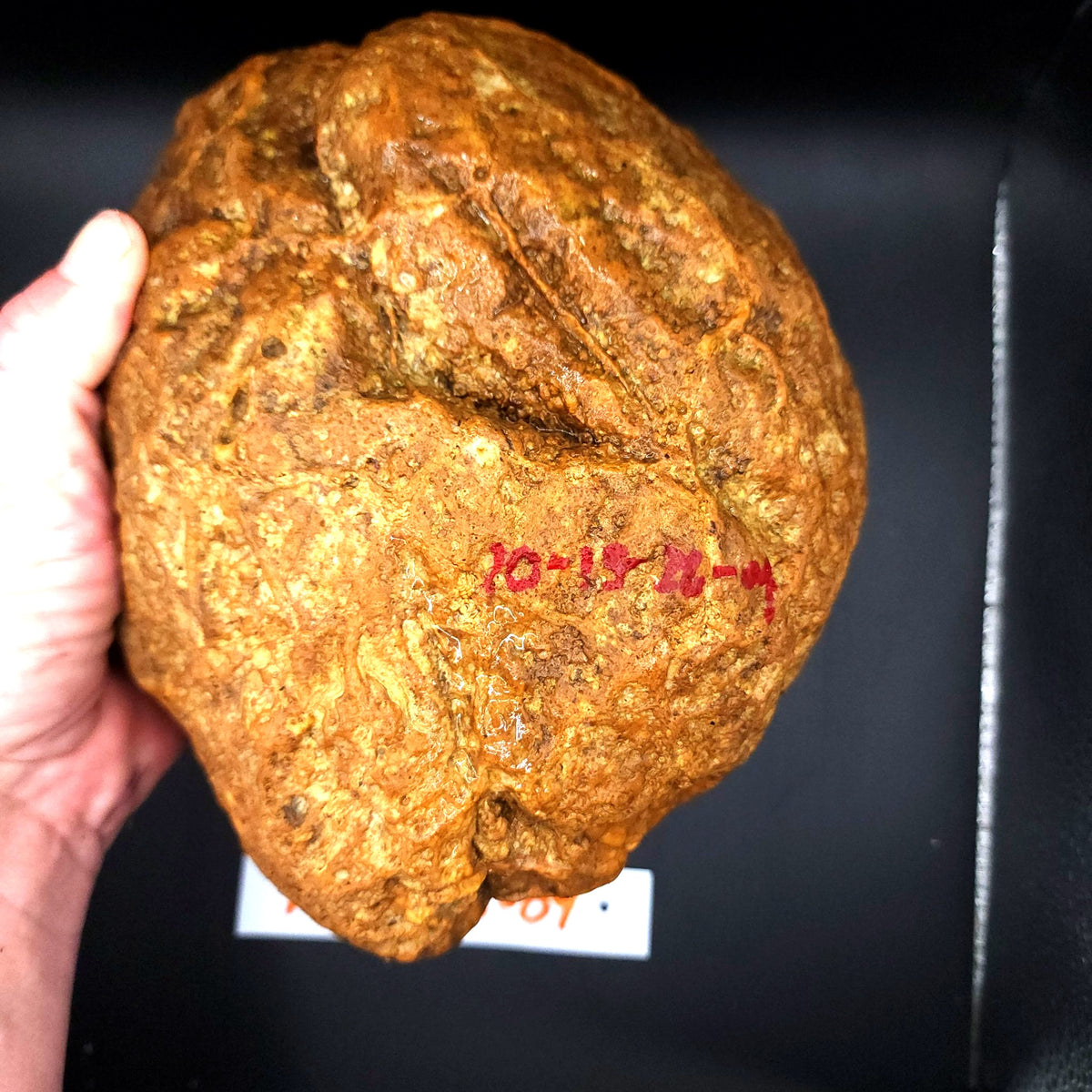 10.74 LB Whole Unopened Kentucky Geode [10-13-26-09]