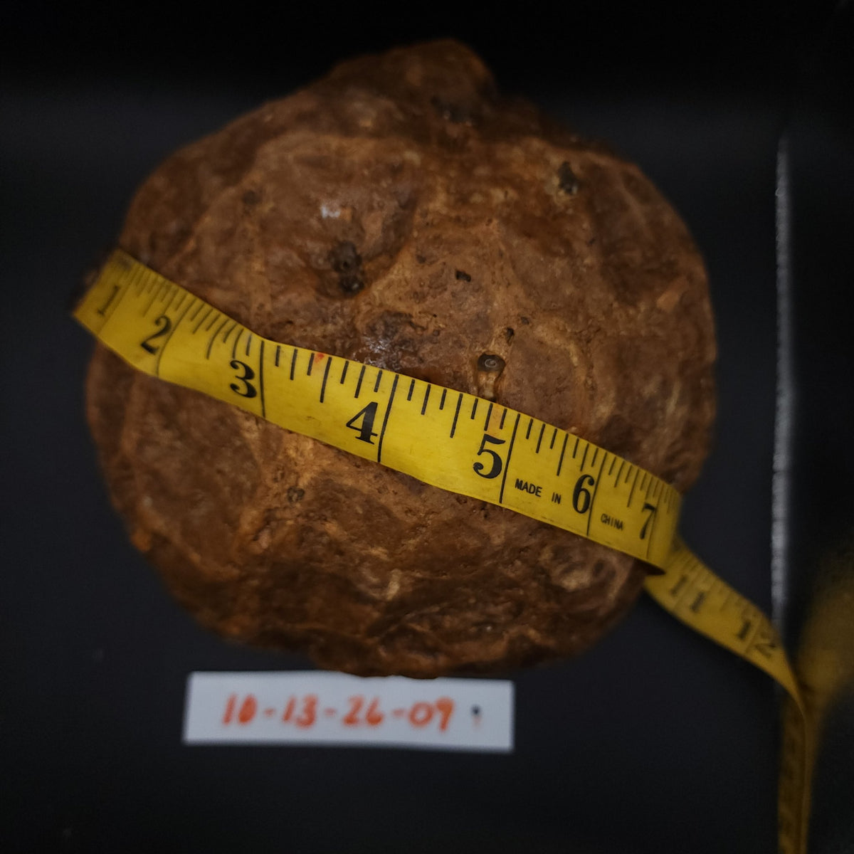 10-13-26-09 geode with tape measure showing width