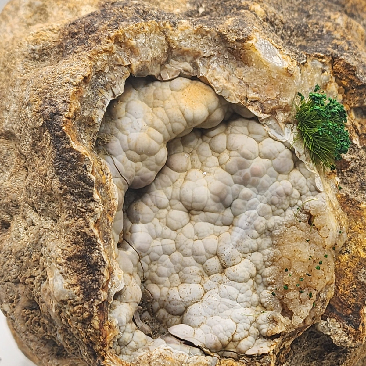 Living Kentucky Geode — Botryoidal Chalcedony with Live Moss Kit
