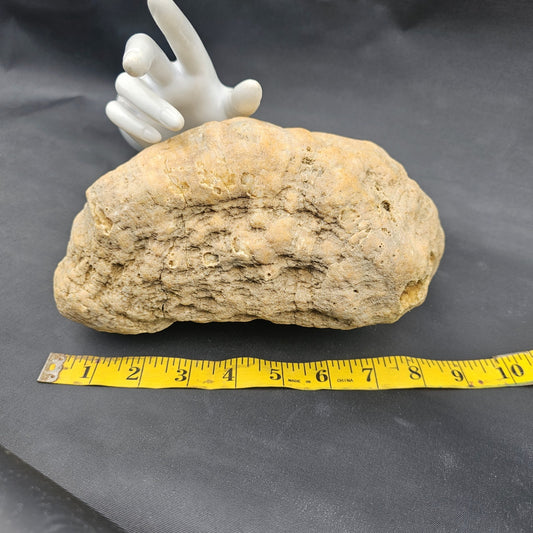 8 lb Kentucky Fossilized Geode – Gastropod & Quartz Crystal Specimen – Collector