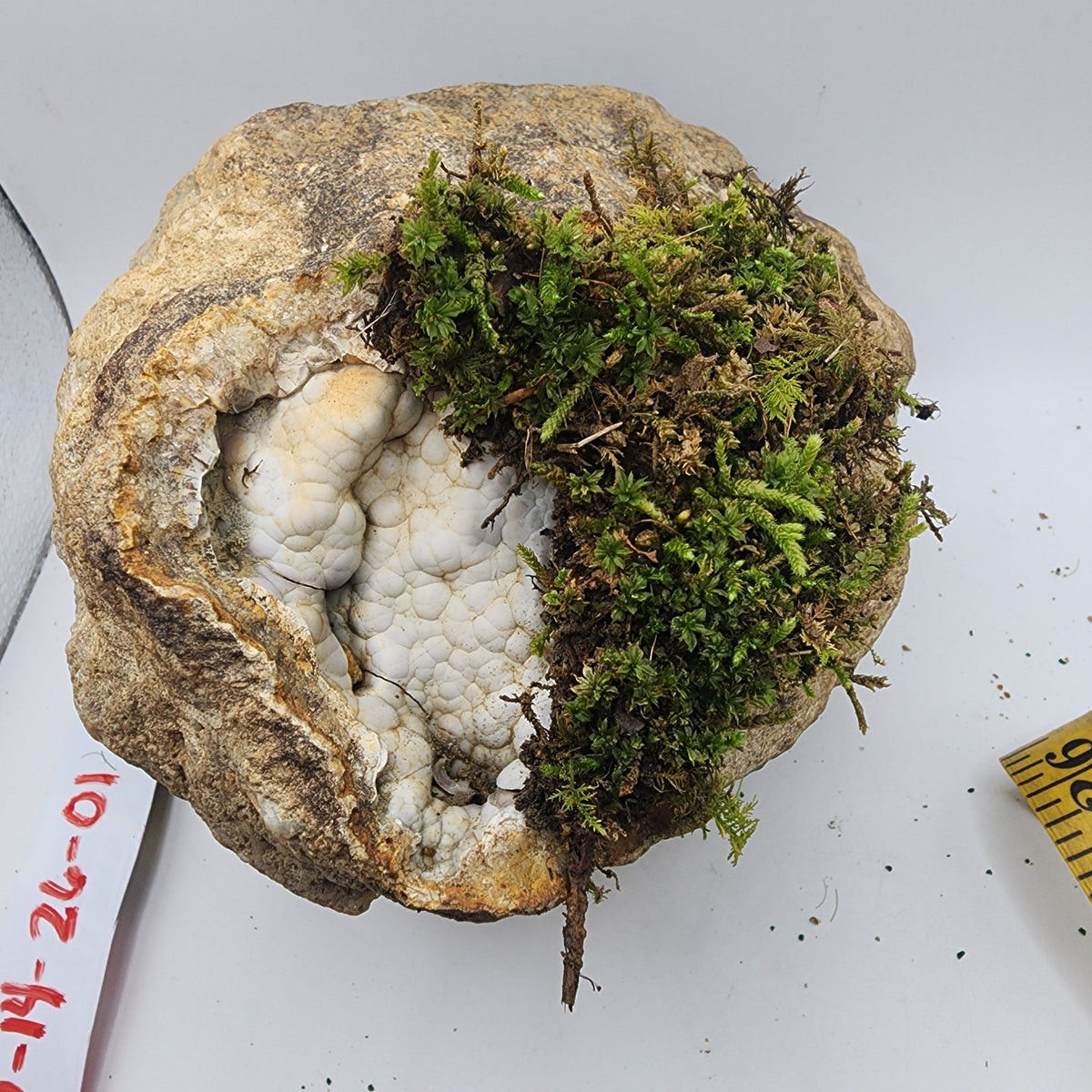 Living Kentucky Geode — Botryoidal Chalcedony with Live Moss Kit