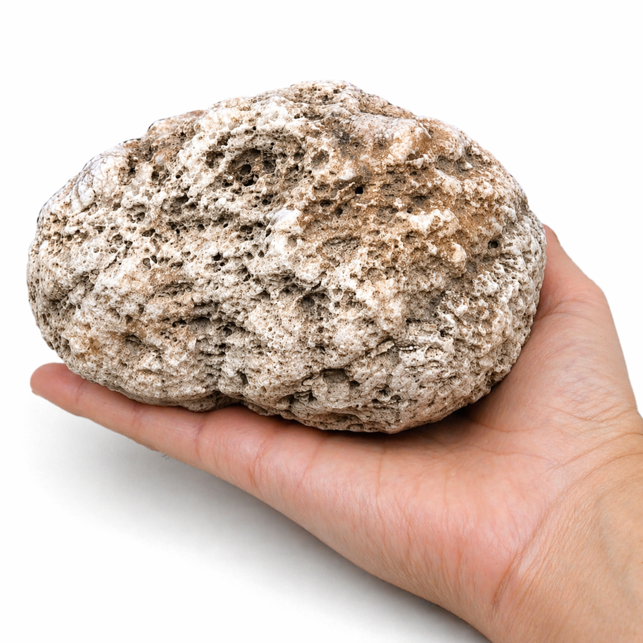 Kentucky Geodes 5 Pound Lot – Unopened Hand-Collected from Fishing Creek