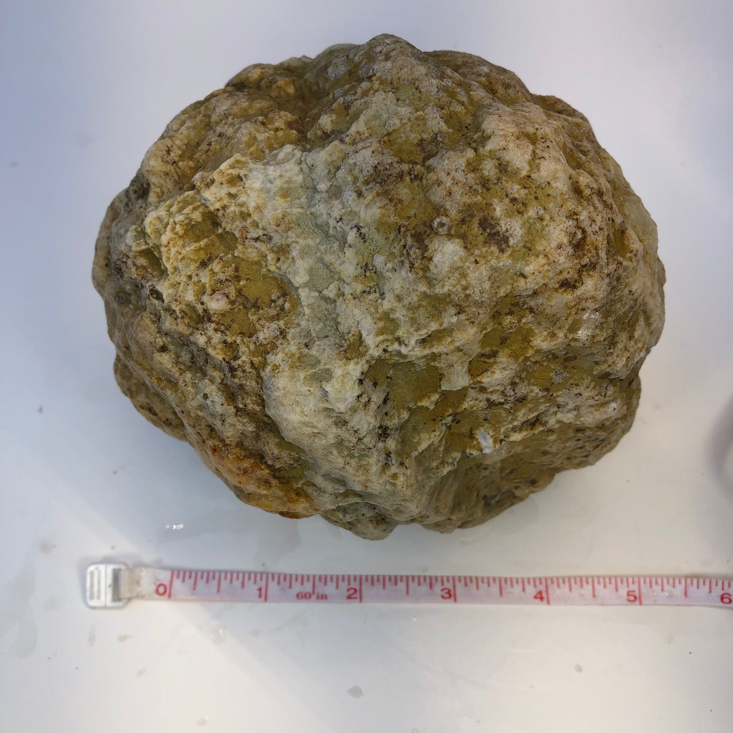 Natural Kentucky Geode - 5.65 lb Whole Collector Specimen