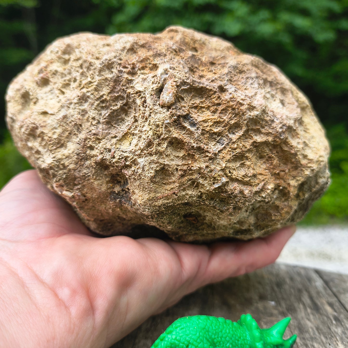 Unopened Kentucky Geode — 4.17 lb, 15" Circ, Bonus Mineral ID Card Included