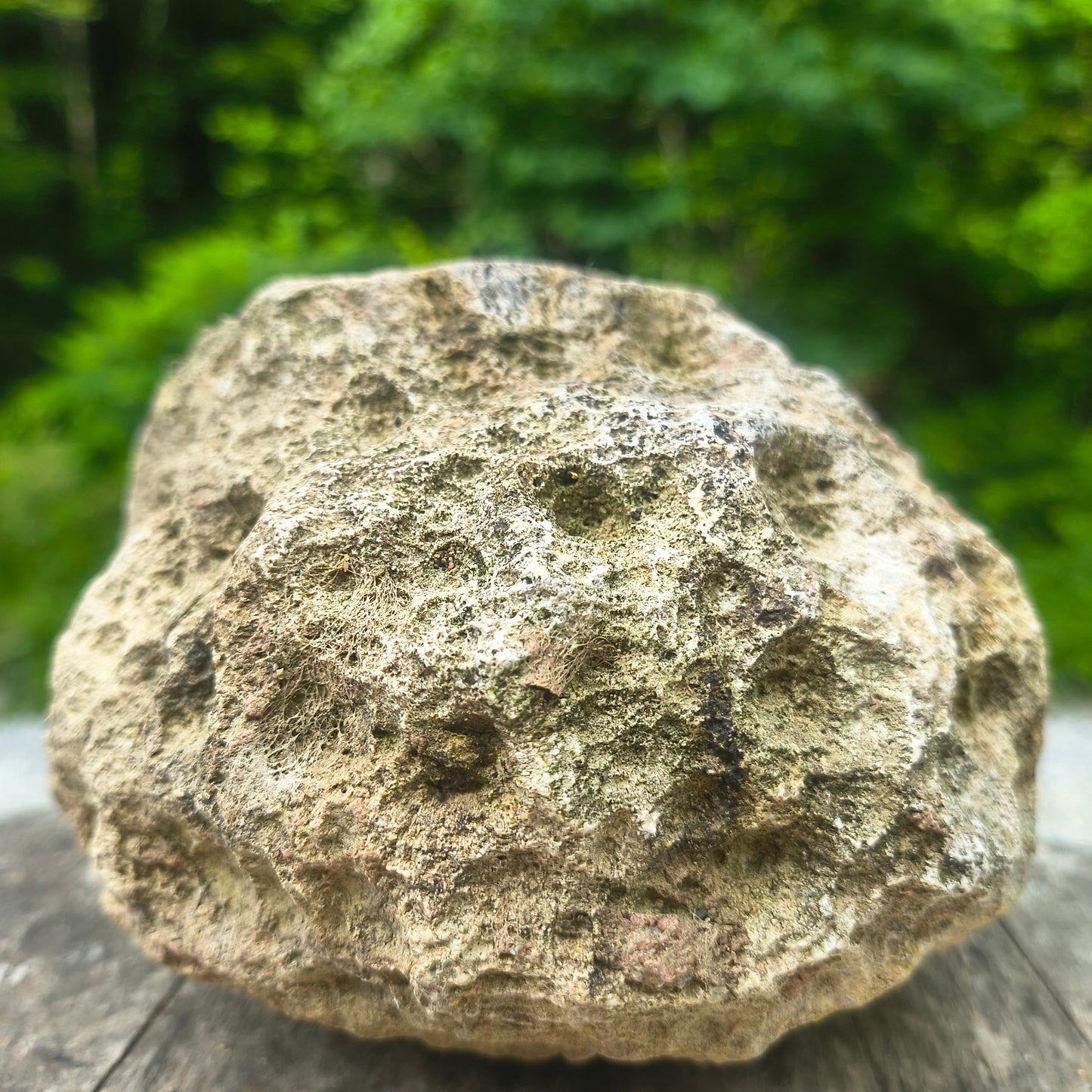Unopened Kentucky Geode — 4.17 lb, 15" Circ, Bonus Mineral ID Card Included