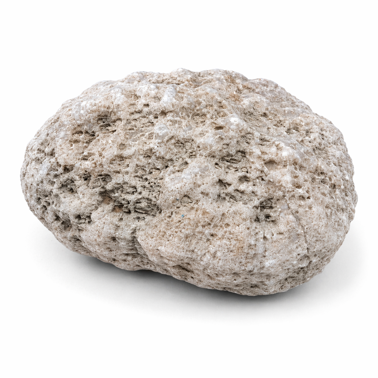 Whole natural unopened Kentucky geode angled view, Lincoln County collectible crystal rock specimen