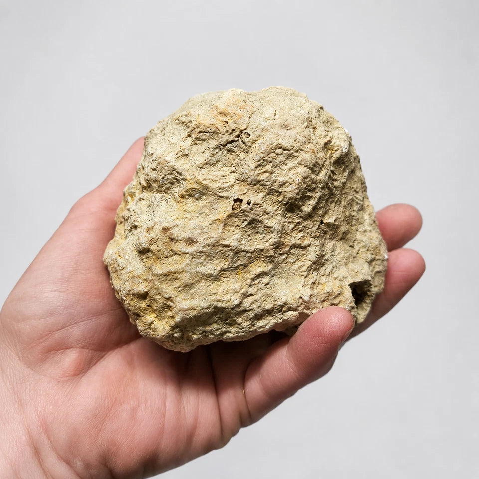 Single premium unopened Kentucky geode held in hand for size reference