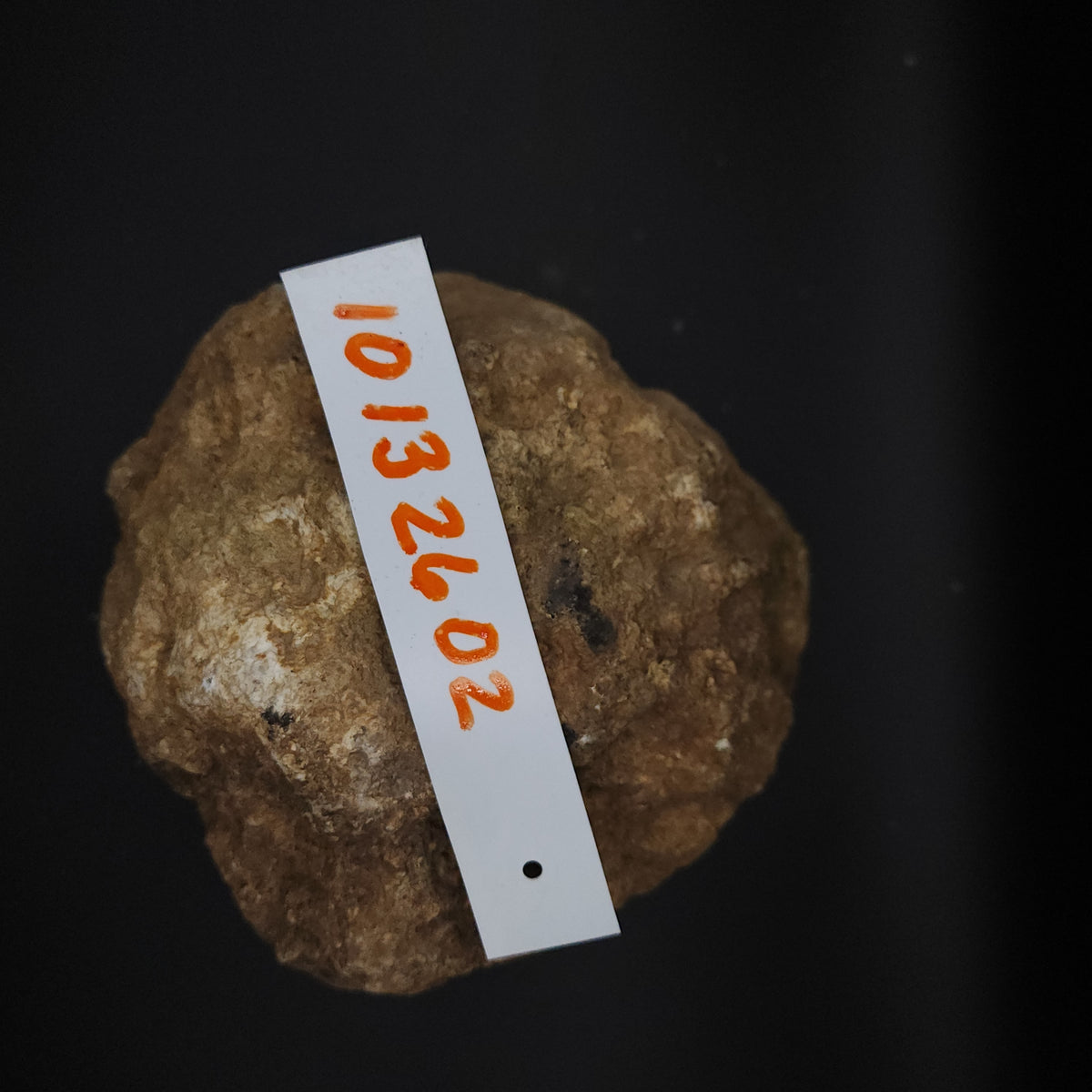 4.60 LB Whole Unopened Kentucky Geode [10-13-26-02]