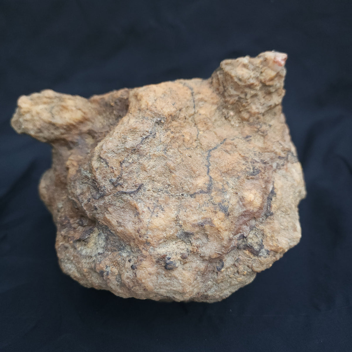 6.74 lb Kentucky Rattler Geode - Large Whole Unopened Hollow Crystals Rock