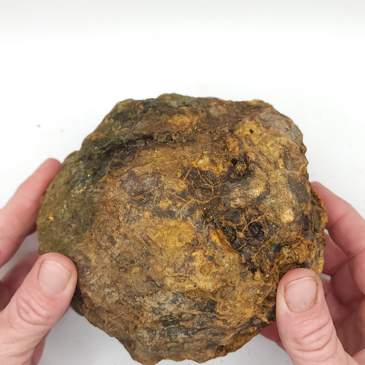 Large Kentucky Geode – Whole Unopened Break Your Own Geode – 4.58 LB [10-13-26-05]