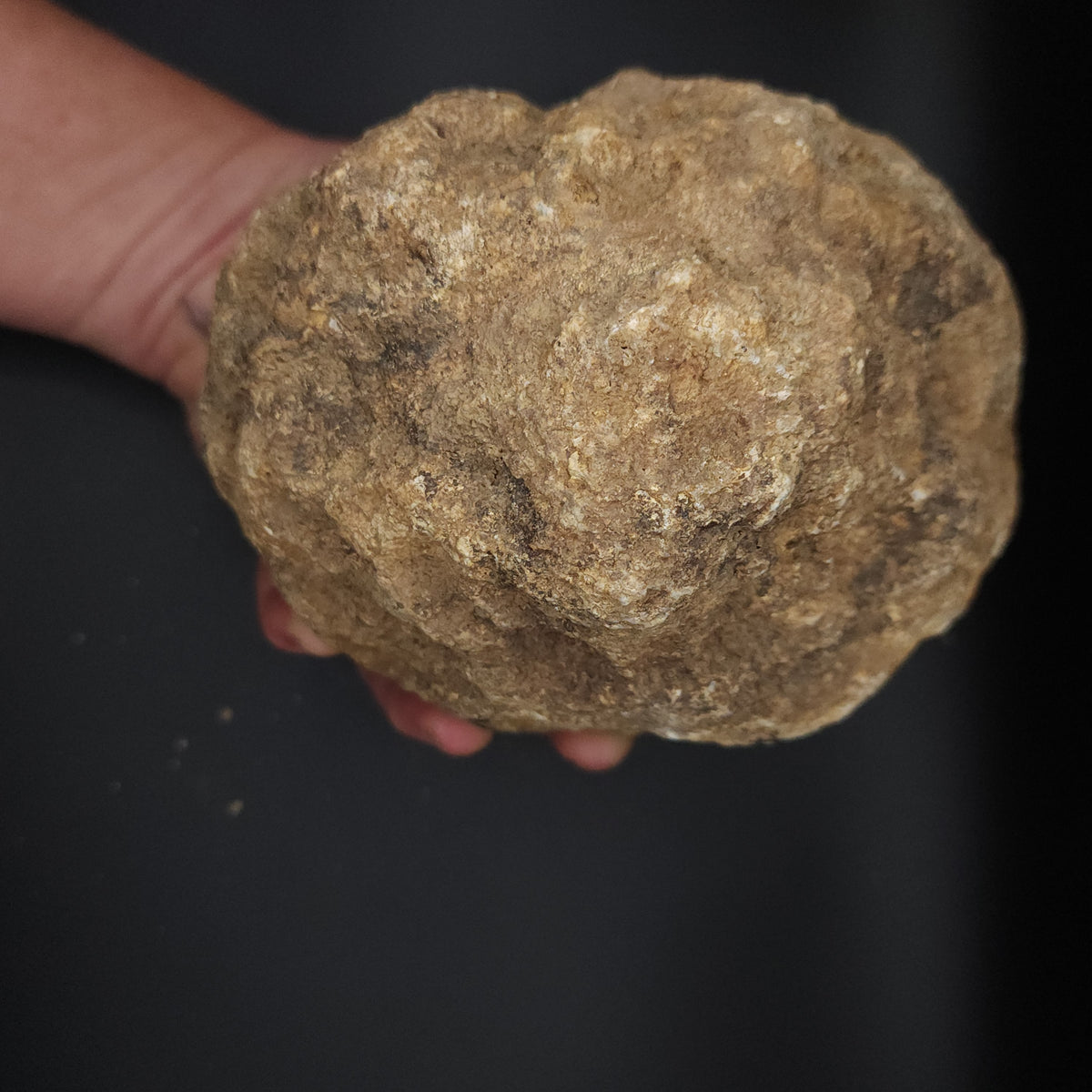 4.60 LB Whole Unopened Kentucky Geode [10-13-26-02]