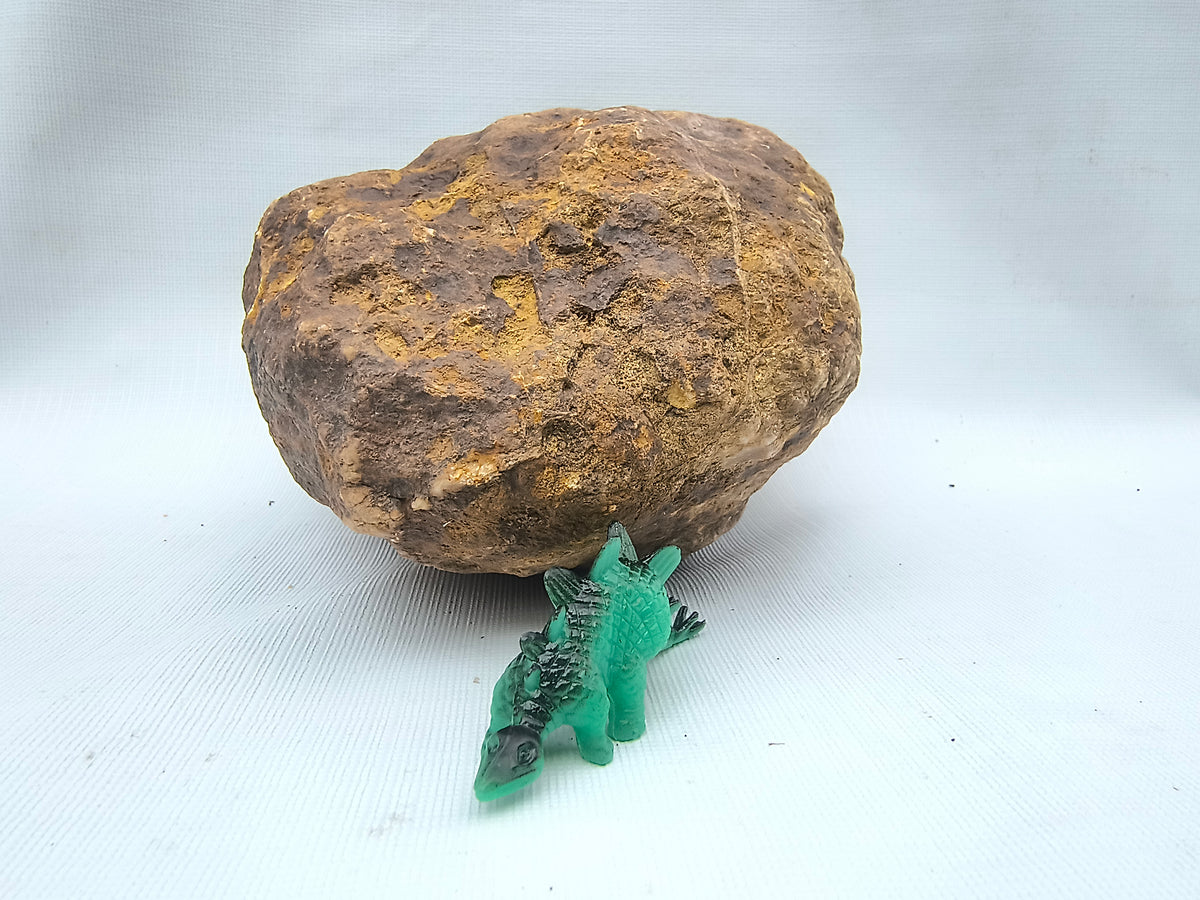 5.88 lb Unopened Kentucky Geode – Brown, Bonus Dinosaur Figure – Crack Your Own – Fishing Creek, KY