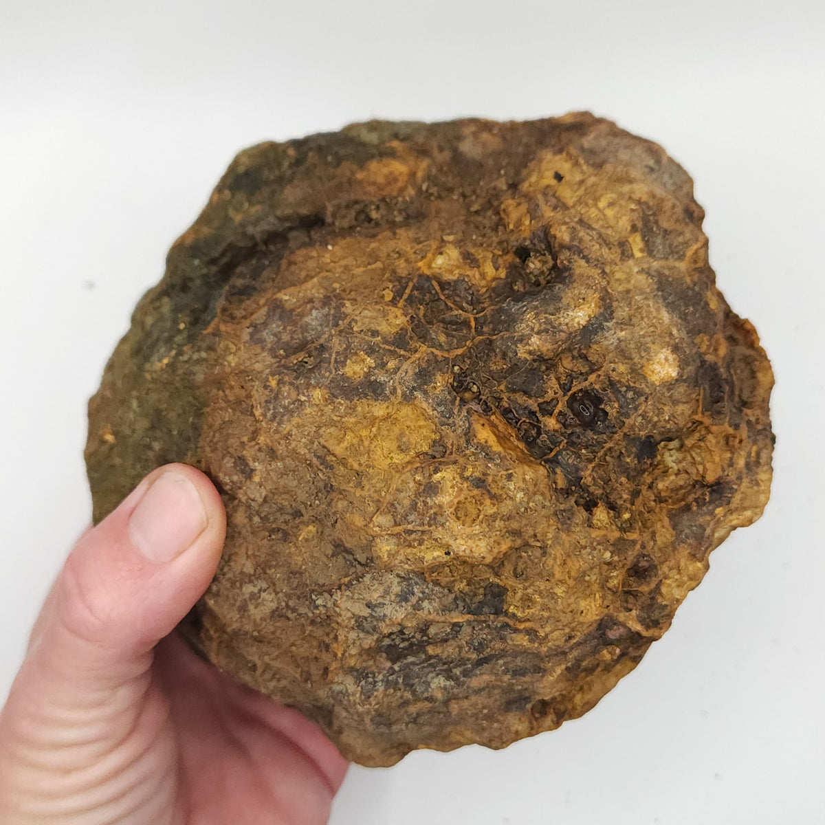 Large Kentucky Geode – Whole Unopened Break Your Own Geode – 4.58 LB [10-13-26-05]
