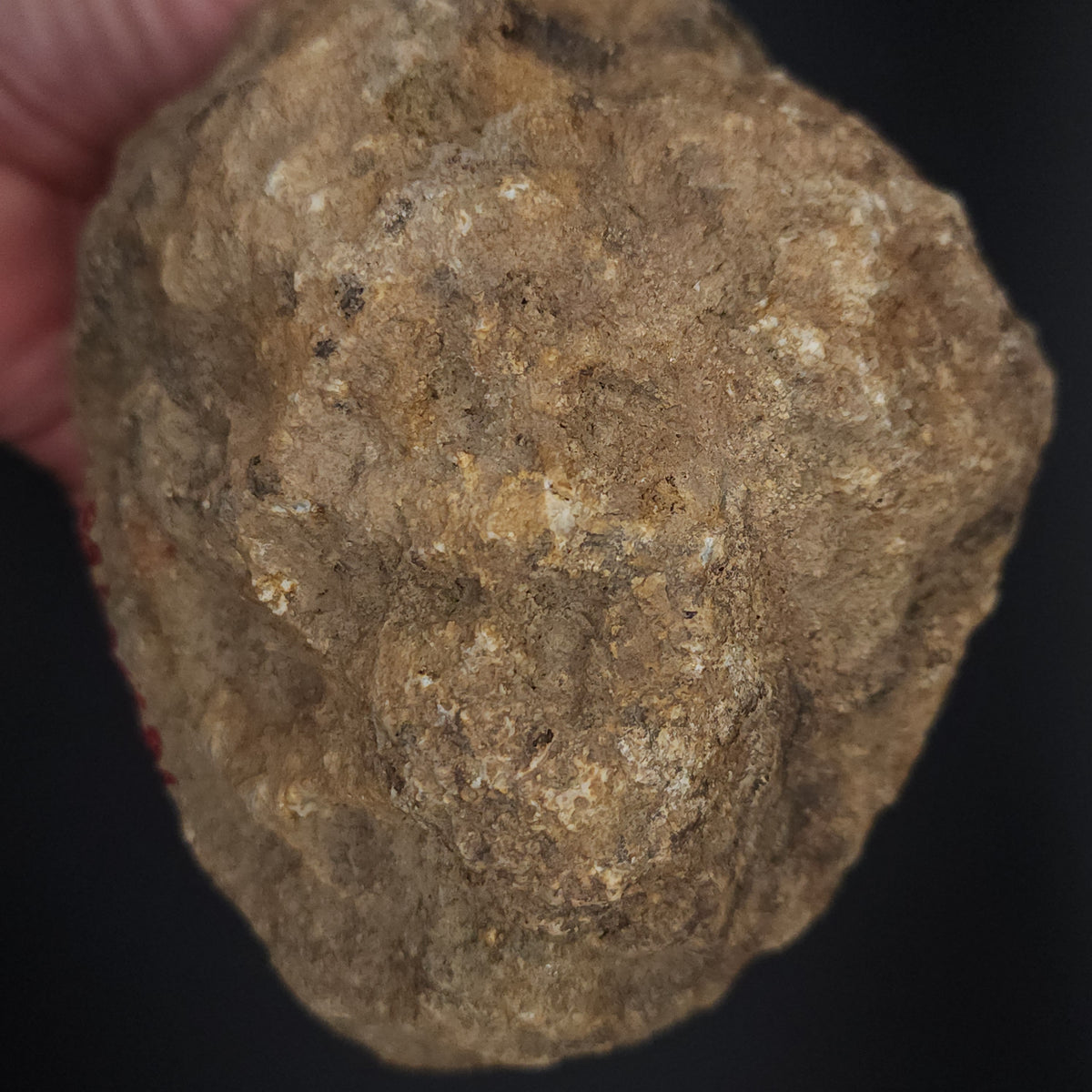 4.60 LB Whole Unopened Kentucky Geode [10-13-26-02]