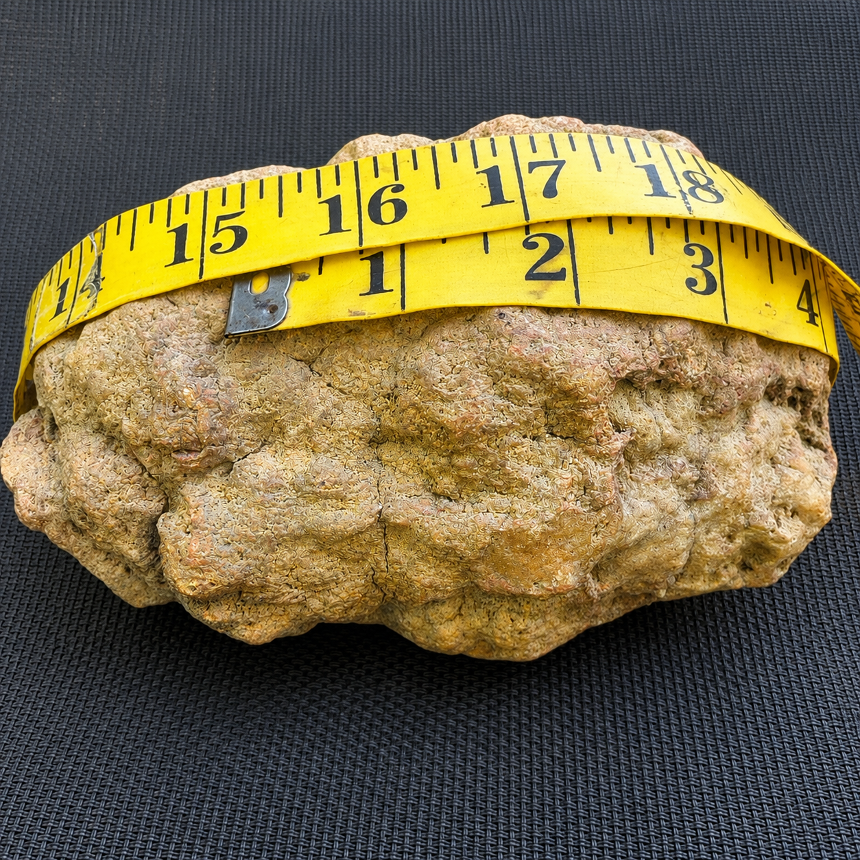 Natural Kentucky Geode  4.88 lb Whole Unopened Exact Specimen