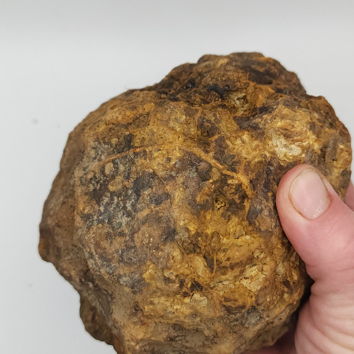 Large Kentucky Geode – Whole Unopened Break Your Own Geode – 4.58 LB [10-13-26-05]