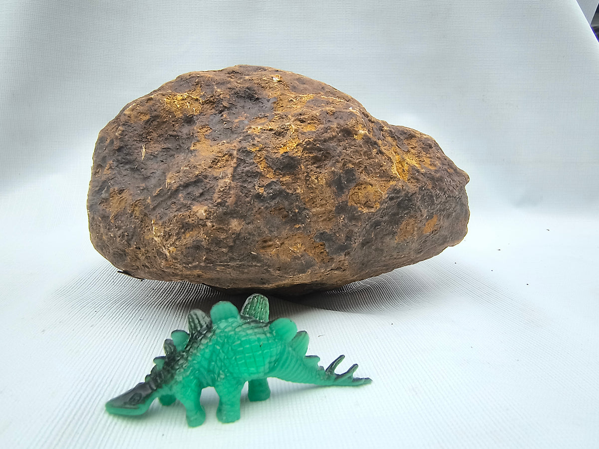 5.88 lb Unopened Kentucky Geode – Brown, Bonus Dinosaur Figure – Crack Your Own – Fishing Creek, KY