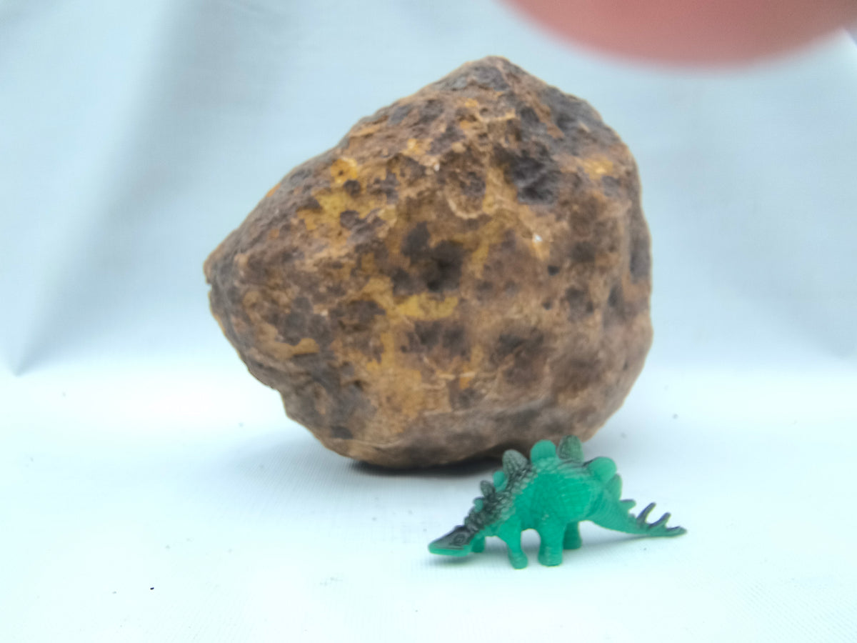 5.88 lb Unopened Kentucky Geode – Brown, Bonus Dinosaur Figure – Crack Your Own – Fishing Creek, KY