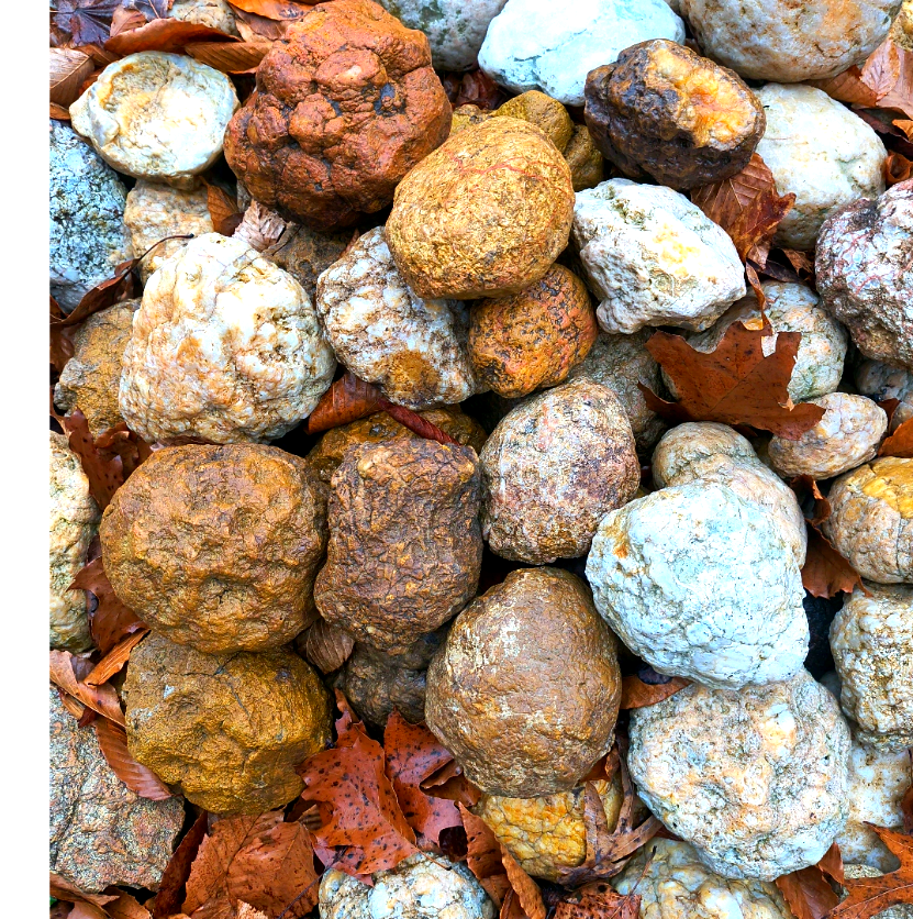 30 lb Lot Unopened Kentucky Geodes, Break Your Own, Bulk Mixed Sizes, Hand Picked – Fishing Creek, KY