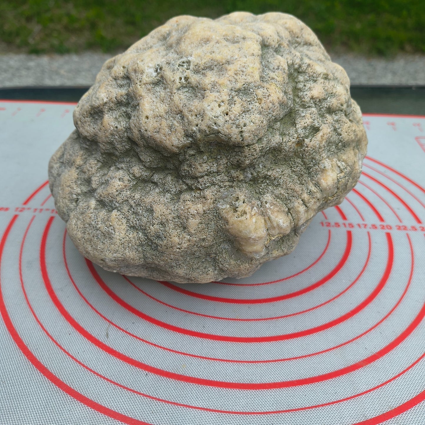 Kentucky Geode, Unopened Natural Quartz Crystal, Crack Your Own, 11.71 lb – Fishing Creek, KY