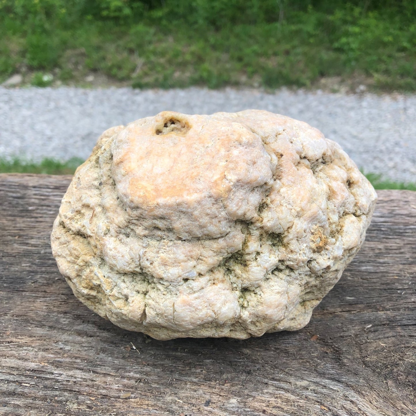 Unopened Kentucky Geode — 7" Wide Large Display Nodule, Crack Your Own